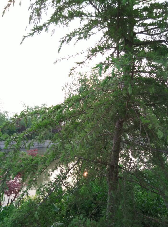 【松针树细赏】_安徽车友会