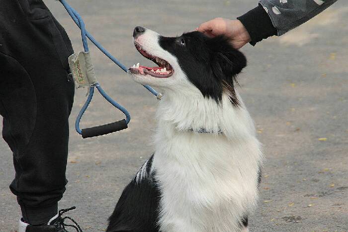 【智商第一的狗狗】_宠物当家论坛_汽车论坛