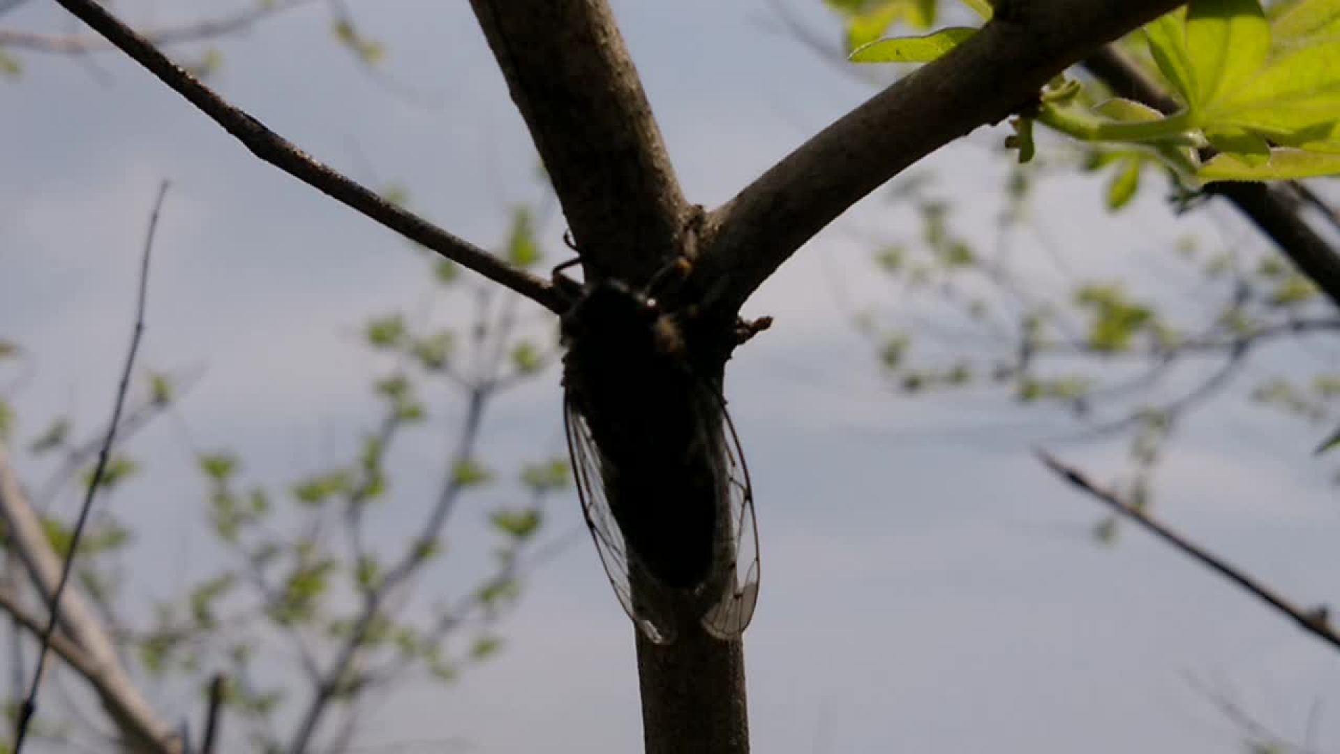 山蝉开始聒噪起来